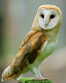 Adult Barn Owl